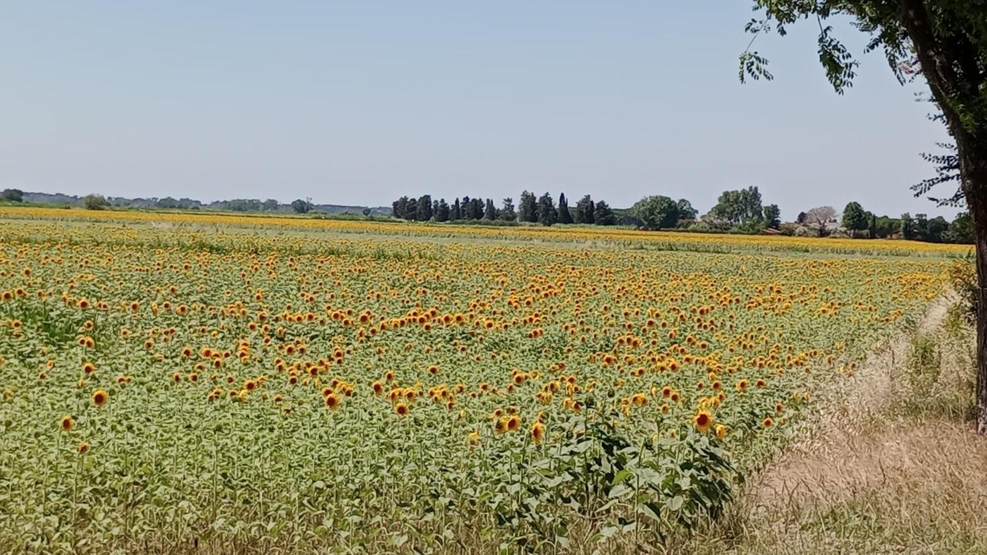 Casa Vacanze Toscana,Lago Di Massaciuccoli Exterior foto